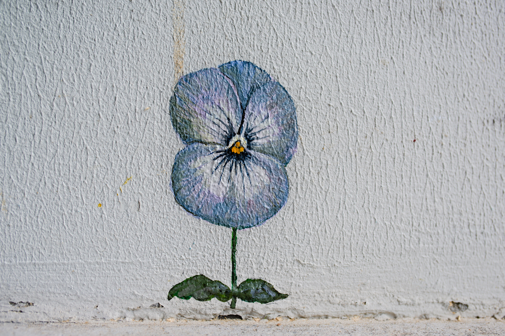 Pansy Project