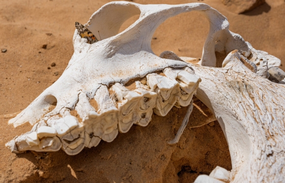 Lucas Foglia: Constant Bloom