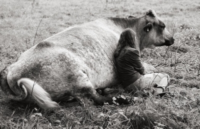 Yan Wernicke Documents Two Women's Close Bonds with Rescued Farm Animals image